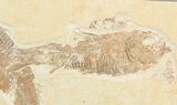 Bargain Multiple Knightia Fossil Fish - Wyoming #48117-1